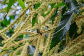 Flowering branches of edible chestnut