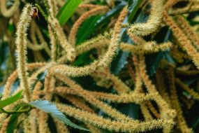 Flowering branches of edible chestnut