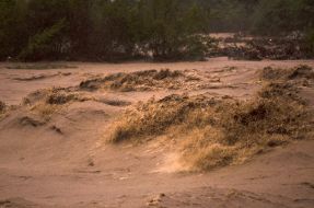 Flood in Chernivtsi region