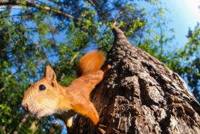 Squirrel