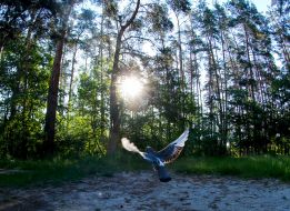 Голубь в парке