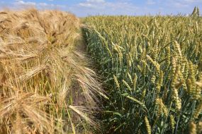 Ржаное и пшеничное поле