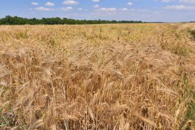 Ржаное поле