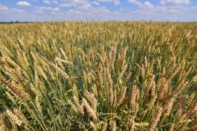 Пшеничное поле