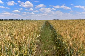 Пшеничное поле