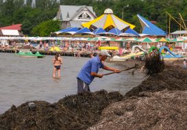 A man removes algae on the beach in Skadovsk