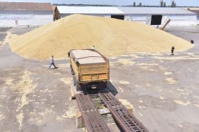 Harvesting cereals