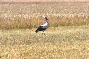 Stork in the field