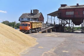 Harvesting cereals