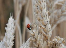 Ladybug on a spikelet of wheat