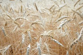 Grain harvest in Kharkiv region