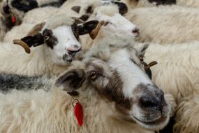 Овечья отара в долине Свидовецкого массива