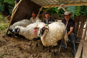 Овцеводы доят коз и овец