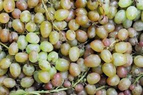 Grapes