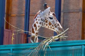 A Giraffe in a Safari zoo