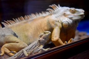 A Iguana in a Safari zoo