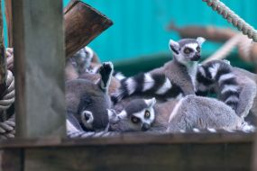 Lemur in a Safari zoo