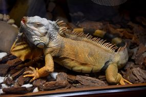 A Iguana in a Safari zoo