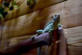 Chameleon in a Safari zoo