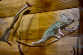 Chameleon in a Safari zoo