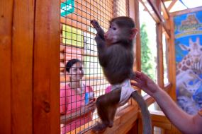 A monkey in a Safari zoo