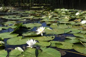 Beaver Lake in the Kherson region