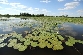 Beaver Lake in the Kherson region