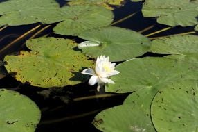 Beaver Lake in the Kherson region