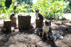 Котята с кошкой