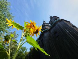 Sunflowers and wooden church in the National Museum of Folk Architecture and Life of Ukraine
