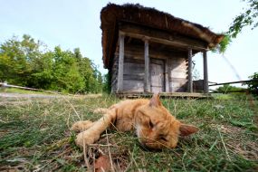 Мельницы в Национальном музее народной архитектуры и быта Украины