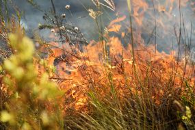 Elimination of a fire in the territory of the reserve