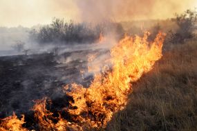 Elimination of a fire in the territory of the reserve
