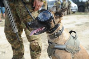 Service dog wearing protective goggles