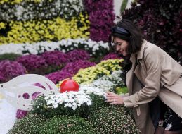 Exhibition of chrysanthemums "World of sweets"