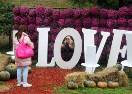 Выставка хризантем «Мир сладостей»