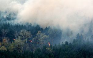 Large-scale forest fire in the Luhansk region