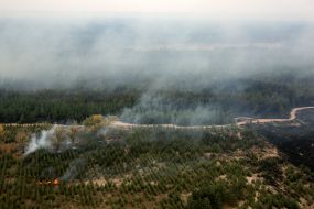Large-scale forest fire in the Luhansk region
