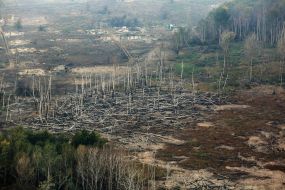 Large-scale forest fire in the Luhansk region