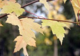 Yellow maple leaves on a branch