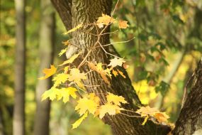 Yellow leaves on a maple branch