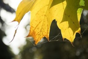 Spider web on a yellow maple leaf