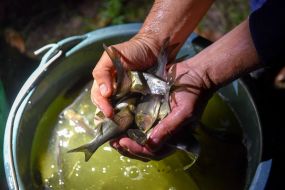 Stocking of the Dnieper in Zaporozhye