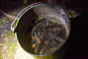 Fish fry in a bucket