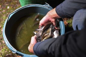 Fish fry in a bucket