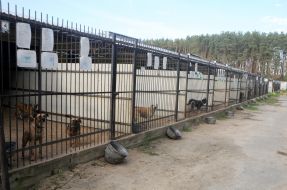 Dogs in an animal shelter