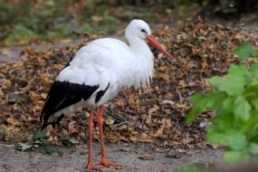 Stork in the Kiev Zoo