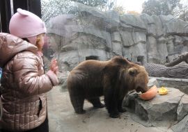 The bear eats a pumpkin