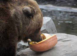 The bear eats a pumpkin
