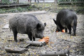 Wild boars eat pumpkins